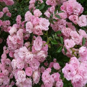 Ruža (Rosa Banksiae) ´BANKSOVEJ´ - ružová - výška 170-200 cm, kont. C7.5L
